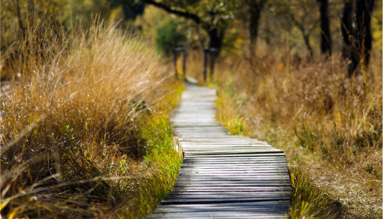 Rezerwaty przyrody w Wielkopolsce (zdjęcia: Pixabay) Widok od przodu na drewnianą ścieżkę pomiędzy wysoką trawą i drzewami.