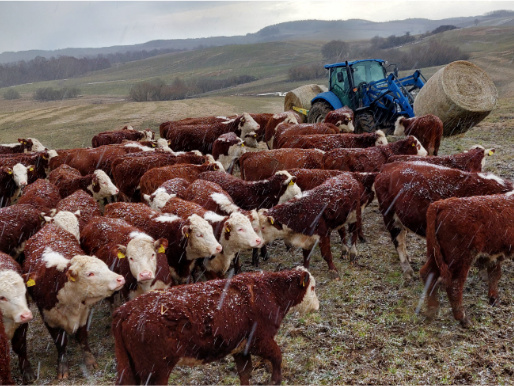 Deszczowy dzień. Na polu jest stado bydła, za nimi widać ciągnik, który przewozi baloty.