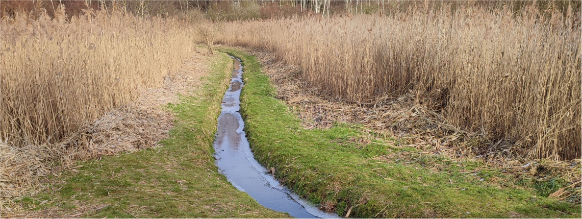 Widok na strumień wody płynący przez pole, porośnięte po bokach wysoką trawą.