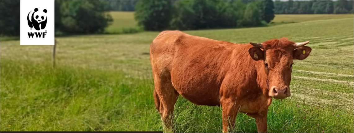 Grafika Fundacji WWF. Na zdjęciu jest brązowa krowa na łące. 