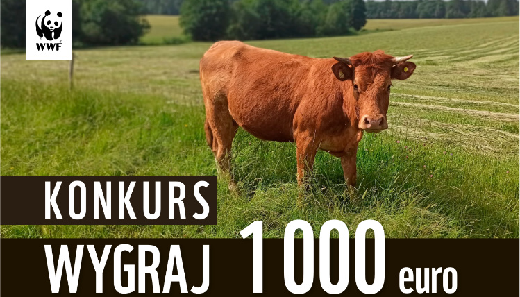 Grafika Fundacji WWF. Na zdjęciu jest brązowa krowa na łące. Pod spodem napis "konkurs Wygraj 1000 euro".
