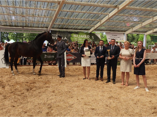 Puchar dla hodowcy SUPERCZEMPIONA w kategorii: konie otrzymał koń GALAPAGOS (nr kat. 20) z Gospodarstwa Rolno - Hodowlanego sp. z o. o. w Żydowie. Nagrodę odebrała Prezes Zarządu – Małgorzata Pietrzak - Sikorska - WODR