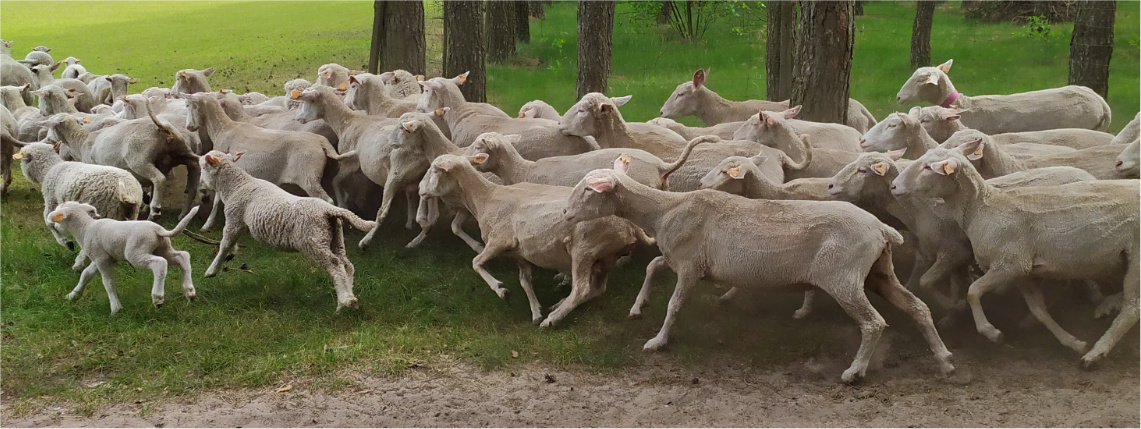 Owce biegnące na polanę, w tle są drzewa.