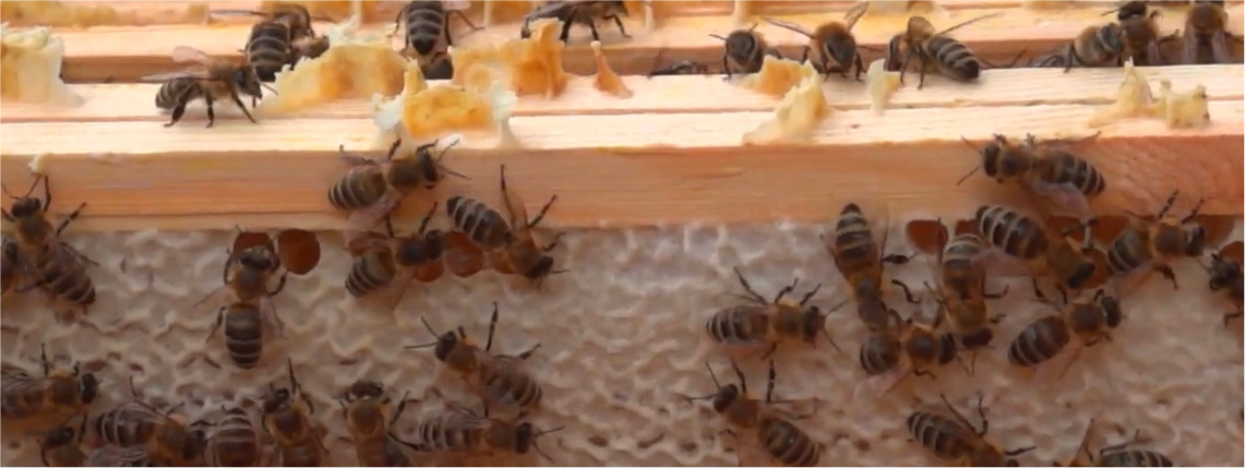 Pszczelarz podczas inspekcji ula
