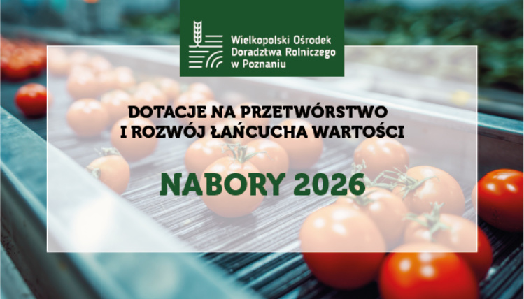 grafika ilustracyjna z pomidorami w tle