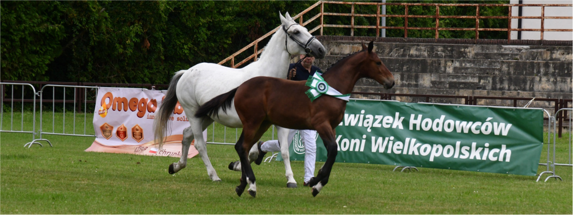 wodr poznan article header premiowanie zrebiat 2026