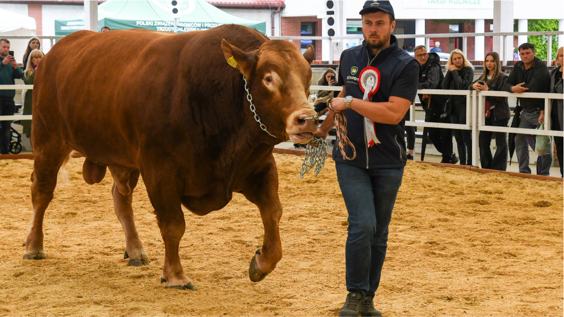 Hubert Kołoszyc i wiceczempion w kat. buhaje pow. 24 m-cy rasy Limousine (ELEGANT ET)