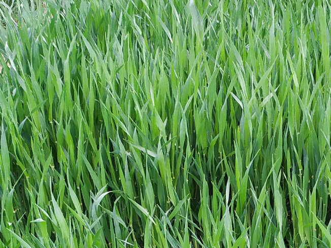 Zdjęcie 1. jęczmienia ozimego PARADISE z AGROCHEST na polu demonstracyjnym w Sielinku 10.04.2024