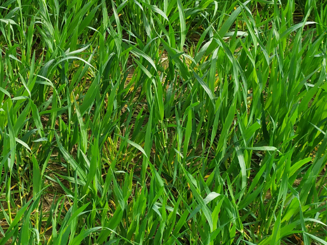 Zdjęcie 2. jęczmienia ozimego SY LOONA F1 z Syngenta na polu demonstracyjnym w Sielinku 10.04.2024