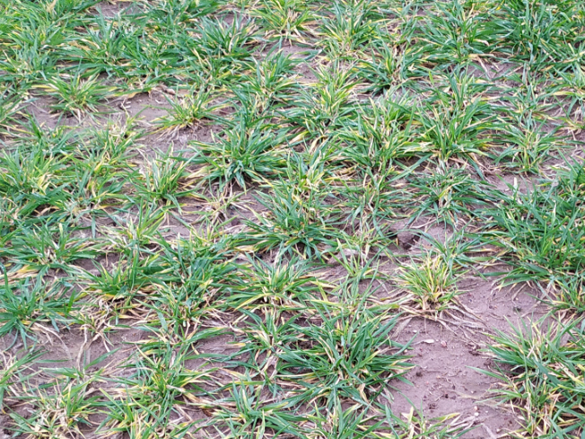 Zdjęcie 1. jęczmienia ozimego SY MALIBOO F1 z Syngenta na polu demonstracyjnym w Sielinku 02.03.2024