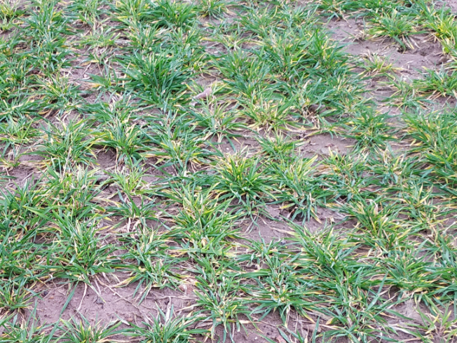 Zdjęcie 2. jęczmienia ozimego SY MALIBOO F1 z Syngenta na polu demonstracyjnym w Sielinku 02.03.2024