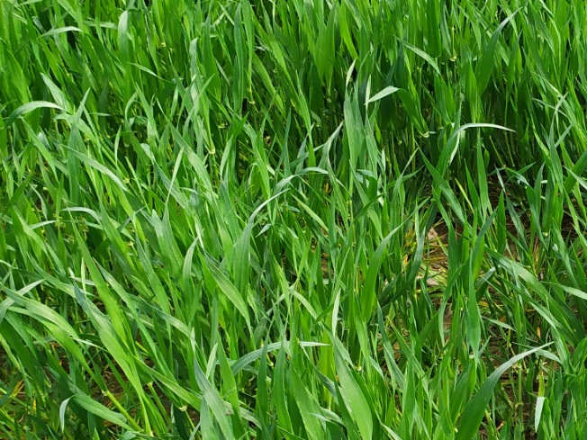 Zdjęcie 1. jęczmienia ozimego SY MALIBOO F1 z Syngenta na polu demonstracyjnym w Sielinku 10.04.2024