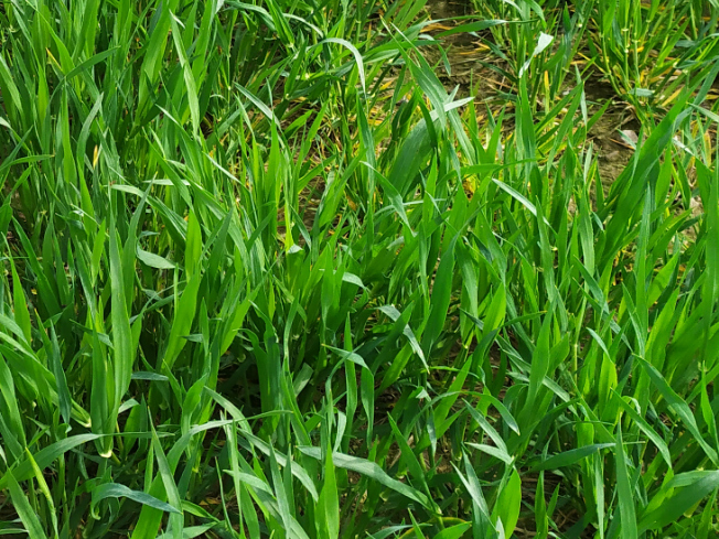 Zdjęcie 2. jęczmienia ozimego SY MALIBOO F1 z Syngenta na polu demonstracyjnym w Sielinku 10.04.2024
