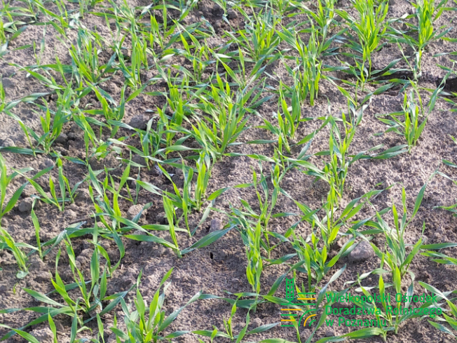 Zdjęcie 1. jęczmienia ozimego SY MALIBOO F1 z Syngenta na polu demonstracyjnym w Sielinku 17.10.2023