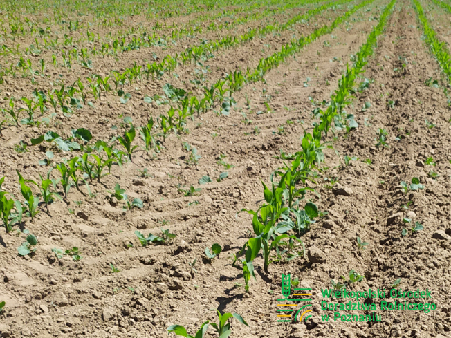 Zdjęcie 1. kukurydzy DKC 3418 z DEKALB na polu demonstracyjnym w Sielinku 17.05.2024