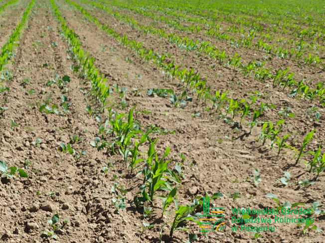 Zdjęcie 2. kukurydzy DKC 3719 z DEKALB na polu demonstracyjnym w Sielinku 17.05.2024