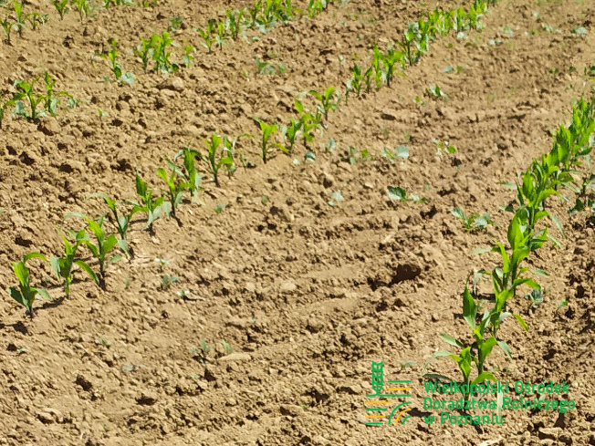 Zdjęcie 1. kukurydzy DKC 3888 z DEKALB na polu demonstracyjnym w Sielinku 17.05.2024