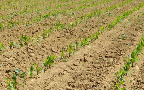 Zdjęcie kukurydzy DKC 4038 z DEKALB na polu demonstracyjnym w Sielinku 17.05.2024