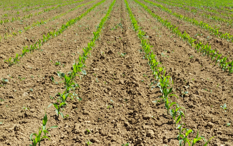 Zdjęcie kukurydzy DKC 5110 z DEKALB na polu demonstracyjnym w Sielinku 17.05.2024