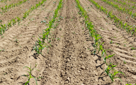 Zdjęcie kukurydzy FARMIRELLA z FARMSAAT na polu demonstracyjnym w Sielinku 17.05.2024