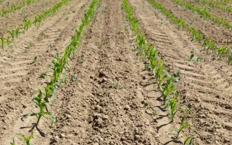 Zdjęcie kukurydzy FARMROCK z FARMSAAT na polu demonstracyjnym w Sielinku 17.05.2024