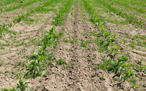 Zdjęcie kukurydzy SY NOMAD z Syngenta na polu demonstracyjnym w Sielinku 17.05.2024