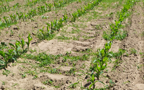 Zdjęcie kukurydzy SY REMUS z Syngenta na polu demonstracyjnym w Sielinku 17.05.2024