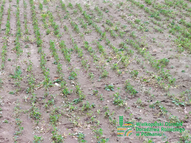 Zdjęcie 2. lucerny LEGENDAIRY z AGRONAS na polu demonstracyjnym w Sielinku 02.03.2024