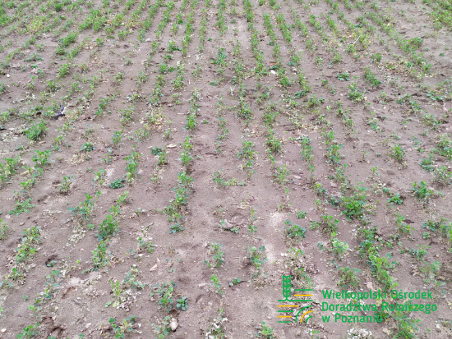 Zdjęcie 3. lucerny LEGENDAIRY z AGRONAS na polu demonstracyjnym w Sielinku 02.03.2024