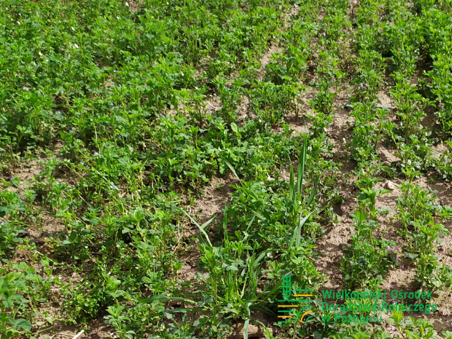 Zdjęcie 1. lucerny LEGENDAIRY z AGRONAS na polu demonstracyjnym w Sielinku 10.04.2024