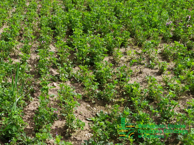 Zdjęcie 2. lucerny LEGENDAIRY z AGRONAS na polu demonstracyjnym w Sielinku 10.04.2024