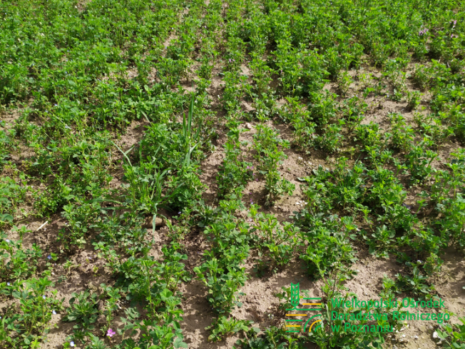 Zdjęcie 3. lucerny LEGENDAIRY z AGRONAS na polu demonstracyjnym w Sielinku 10.04.2024