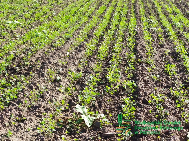 Zdjęcie 1. lucerny LEGENDAIRY z AGRONAS na polu demonstracyjnym w Sielinku 17.10.2023