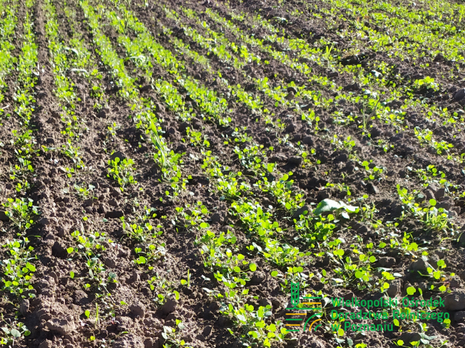 Zdjęcie 2. lucerny LEGENDAIRY z AGRONAS na polu demonstracyjnym w Sielinku 17.10.2023