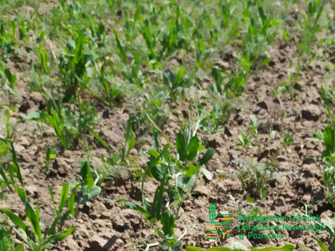 Zdjęcie 1. mieszanki poplonowej TOP VITA AZOT z Top Farms na polu demonstracyjnym w Sielinku 17.05.2024