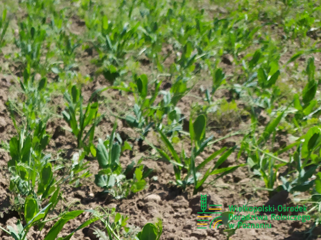 Zdjęcie 2. mieszanki poplonowej TOP VITA AZOT z Top Farms na polu demonstracyjnym w Sielinku 17.05.2024