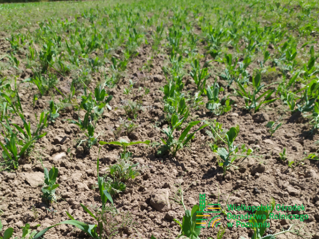 Zdjęcie 3. mieszanki poplonowej TOP VITA AZOT z Top Farms na polu demonstracyjnym w Sielinku 17.05.2024