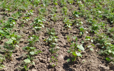 Zdjęcie mieszanki poplonowej TOP VITA NATURA z Top Farms na polu demonstracyjnym w Sielinku 17.05.2024