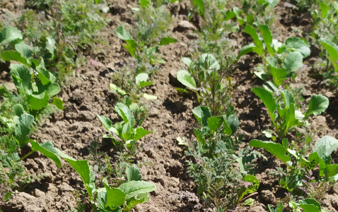 Zdjęcie mieszanki poplonowej TOP VITA PLON z Top Farms na polu demonstracyjnym w Sielinku 17.05.2024