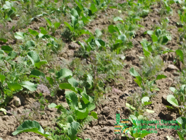 Zdjęcie 1. mieszanki poplonowej TOP VITA PLON z Top Farms na polu demonstracyjnym w Sielinku 17.05.2024