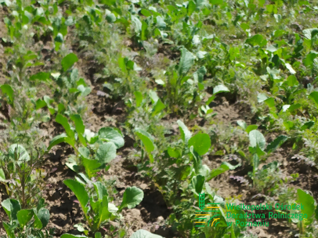 Zdjęcie 2. mieszanki poplonowej TOP VITA PLON z Top Farms na polu demonstracyjnym w Sielinku 17.05.2024