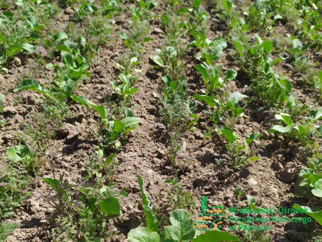 Zdjęcie 3. mieszanki poplonowej TOP VITA PLON z Top Farms na polu demonstracyjnym w Sielinku 17.05.2024
