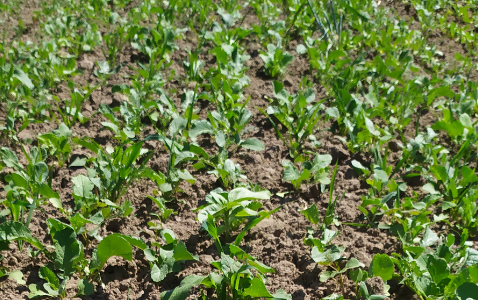 Zdjęcie mieszanki poplonowej TOP VITA ZIEMNIAKI z Top Farms na polu demonstracyjnym w Sielinku 17.05.2024