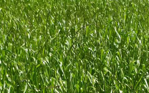 Zdjęcie mieszanki traw BIAŁKO+ z AGRONAS na polu demonstracyjnym w Sielinku 17.05.2024