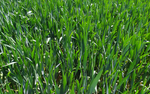 Zdjęcie pszenicy ozimej SY DUBAJ z Syngenta na polu demonstracyjnym w Sielinku 17.05.2024