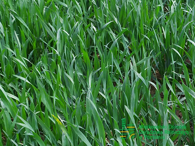 Zdjęcie 1. pszenicy ozimej SY DUBAJ z Syngenta na polu demonstracyjnym w Sielinku 10.04.2024