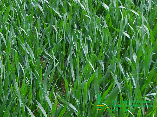 Zdjęcie 2. pszenicy ozimej SY DUBAJ z Syngenta na polu demonstracyjnym w Sielinku 10.04.2024