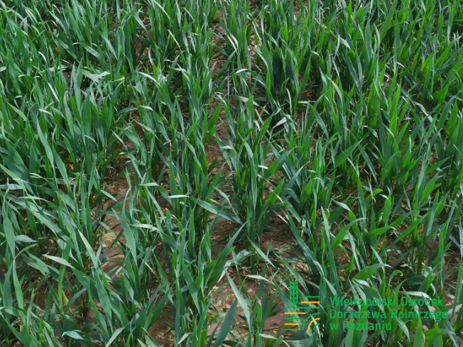 Zdjęcie 3. pszenicy ozimej SY LANDRICH z Syngenta na polu demonstracyjnym w Sielinku 10.04.2024