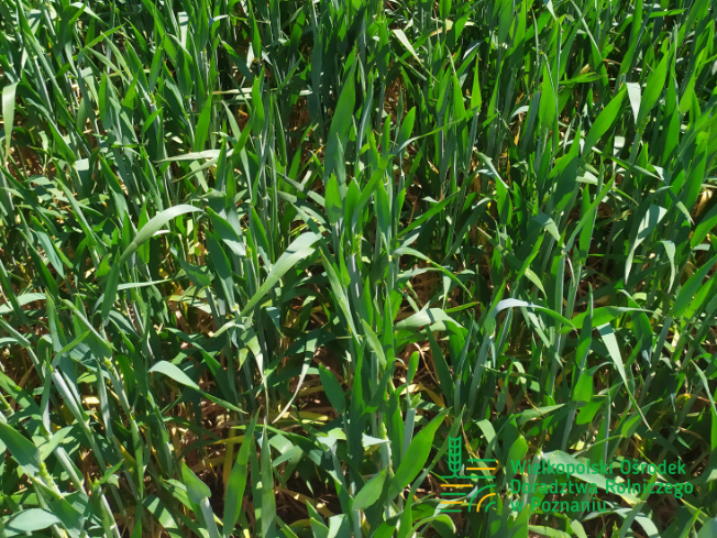 Zdjęcie 3. pszenicy ozimej SY DUBAJ z Syngenta na polu demonstracyjnym w Sielinku 17.05.2024