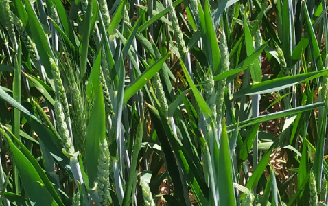Zdjęcie pszenicy ozimej DEBIAN z Top Farms na polu demonstracyjnym w Sielinku 17.05.2024